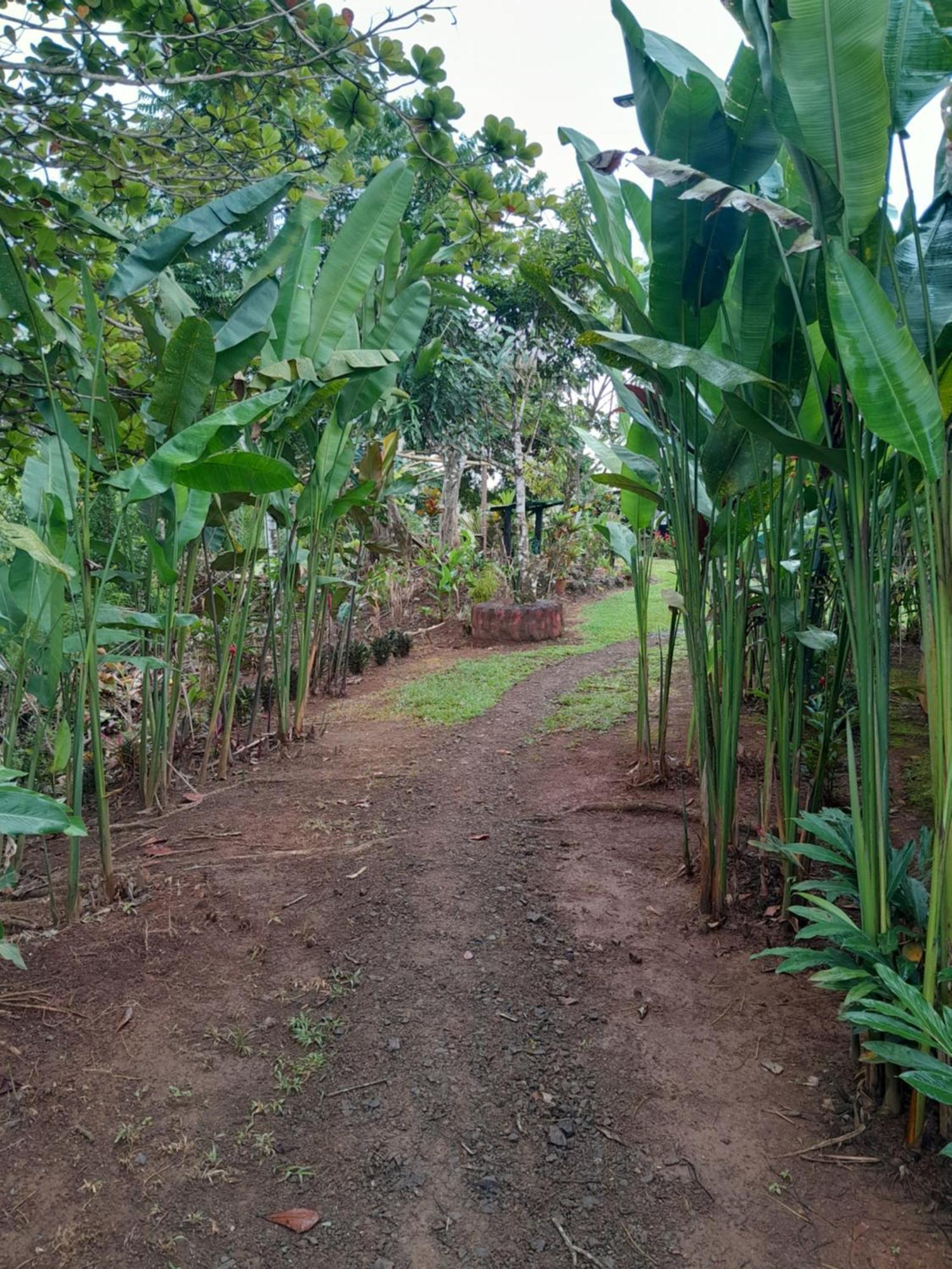 Finca La Puesta Del Sol - Miramar De Sierpe Ruang foto
